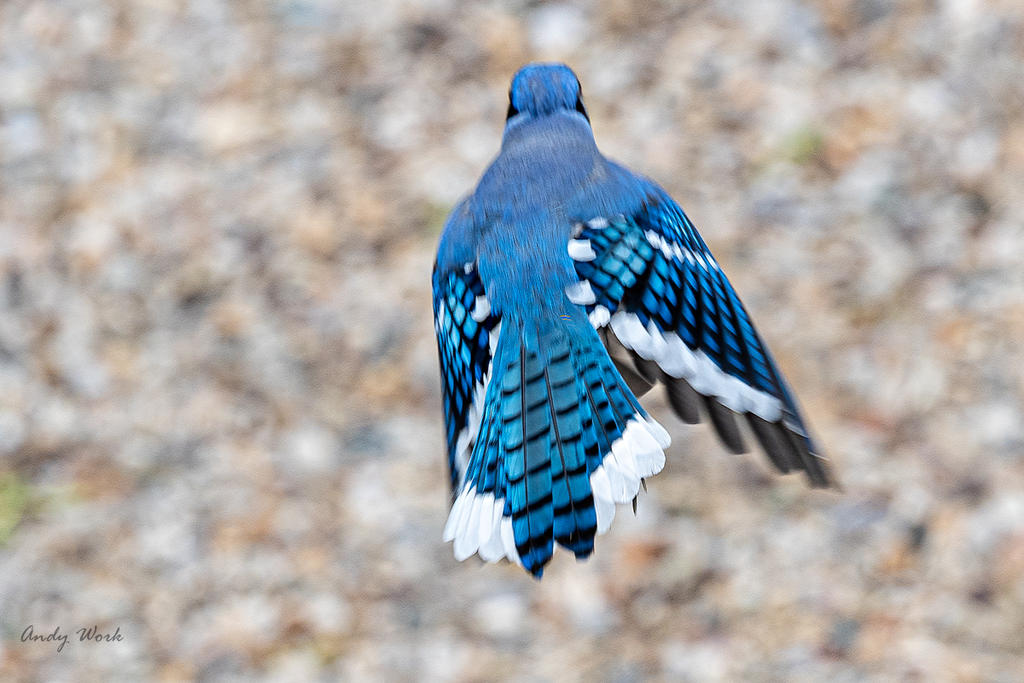 Birds 4-16-20-507094-Edit.jpg