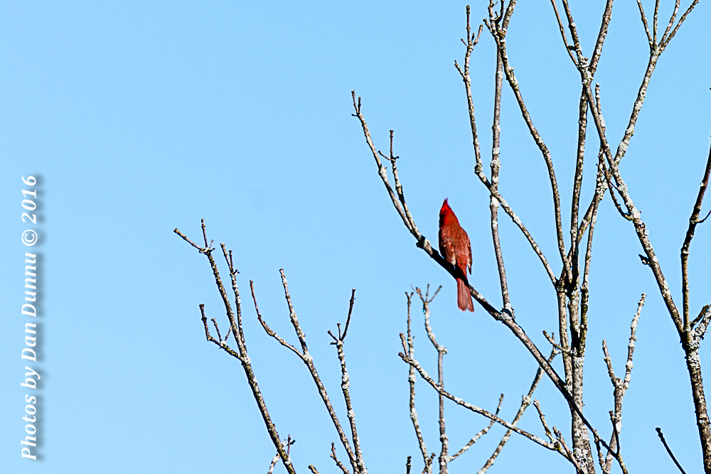 Birds-4296.jpg