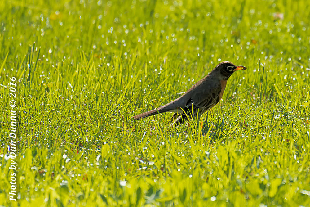 Birds-4310-Edit.jpg