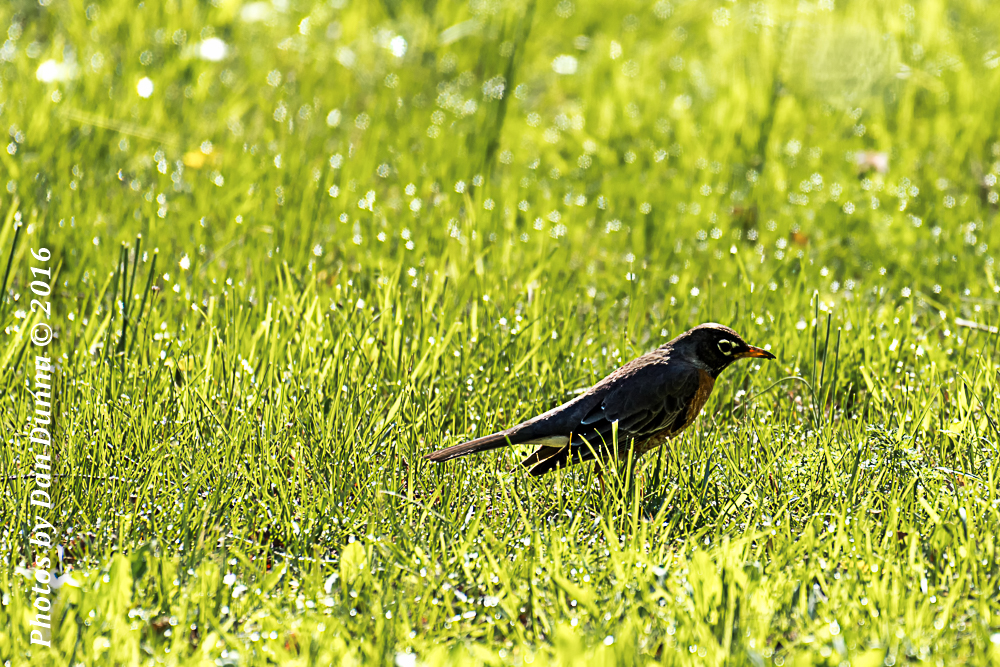 Birds-4311-Edit.jpg
