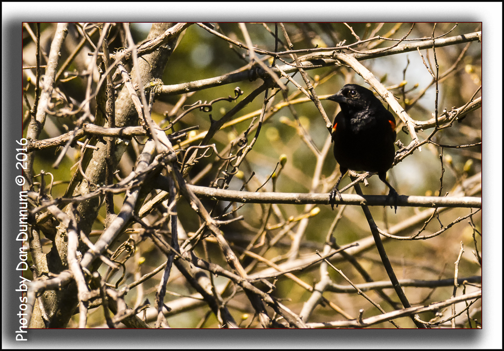 Birds-4978-Edit.jpg