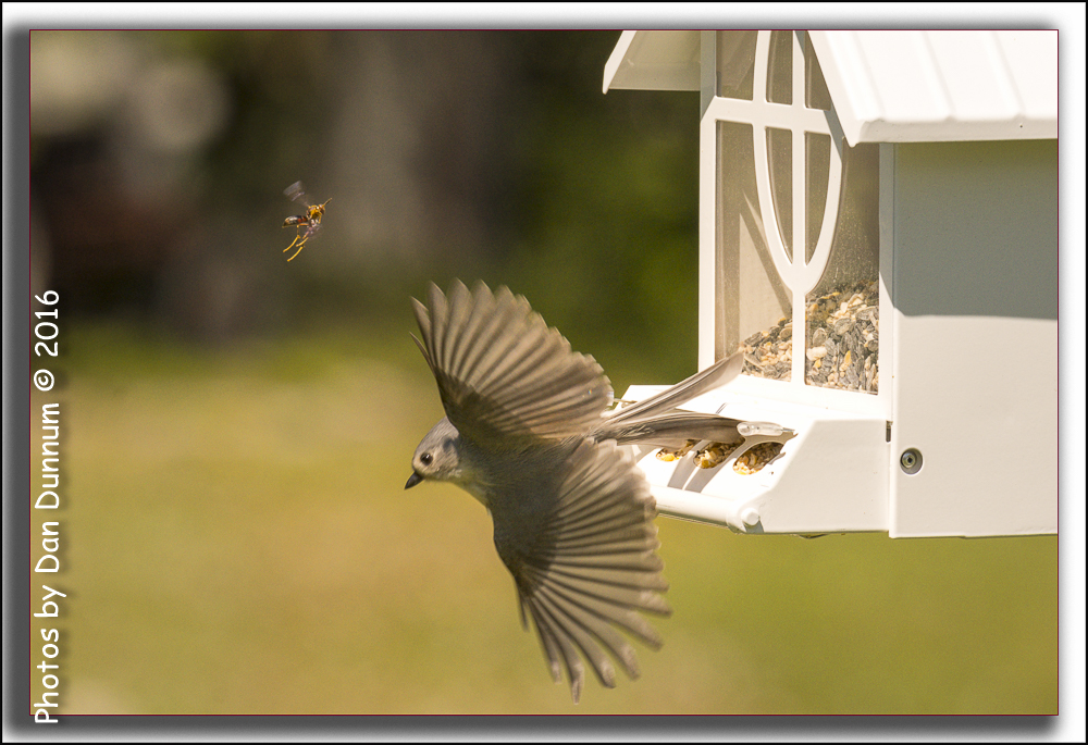 Birds-5017-Edit.jpg