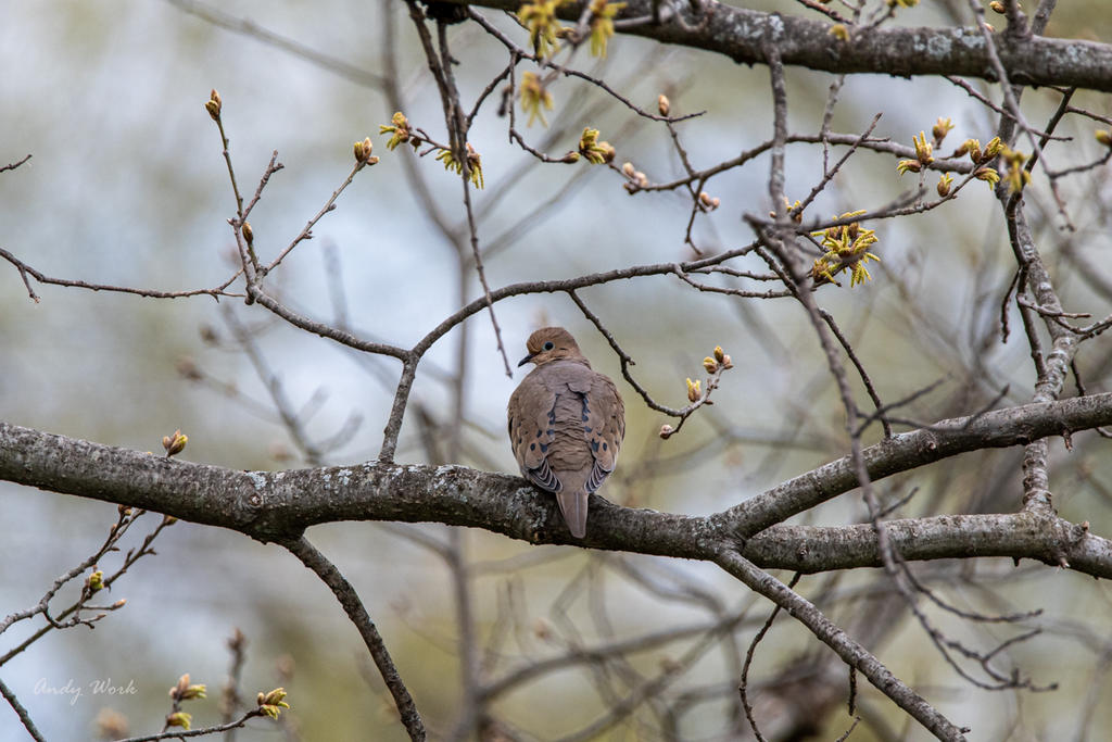 Birds-506495.jpg