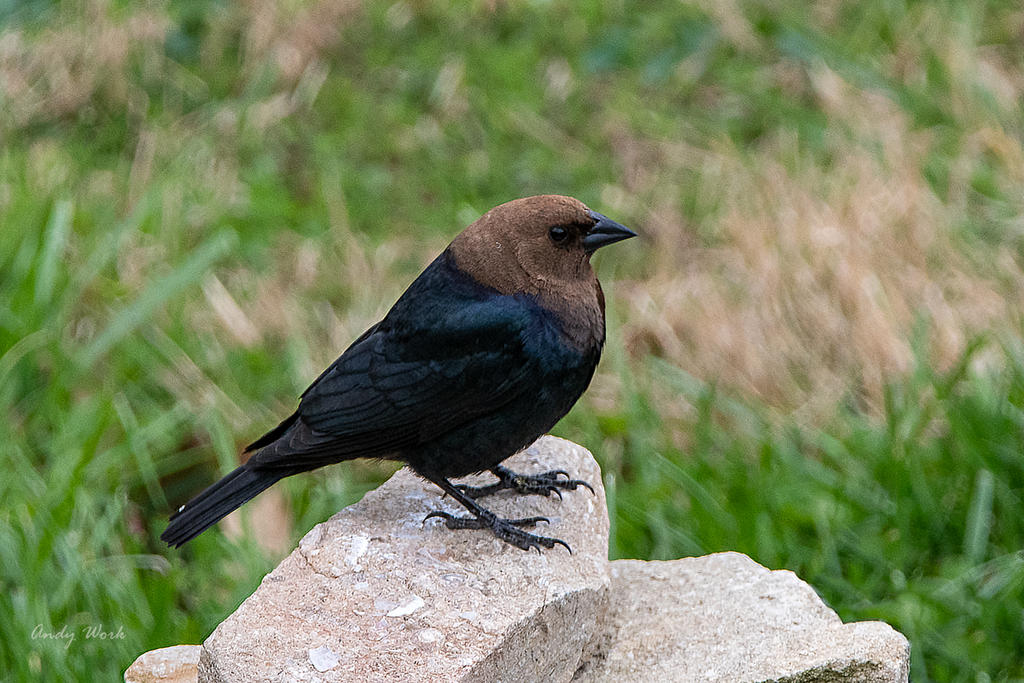 Birds-506496-Edit.jpg