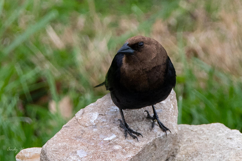 Birds-506498.jpg