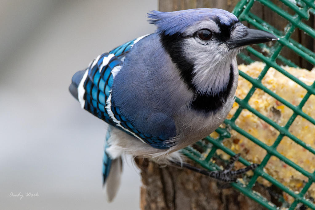 Birds-506507.jpg