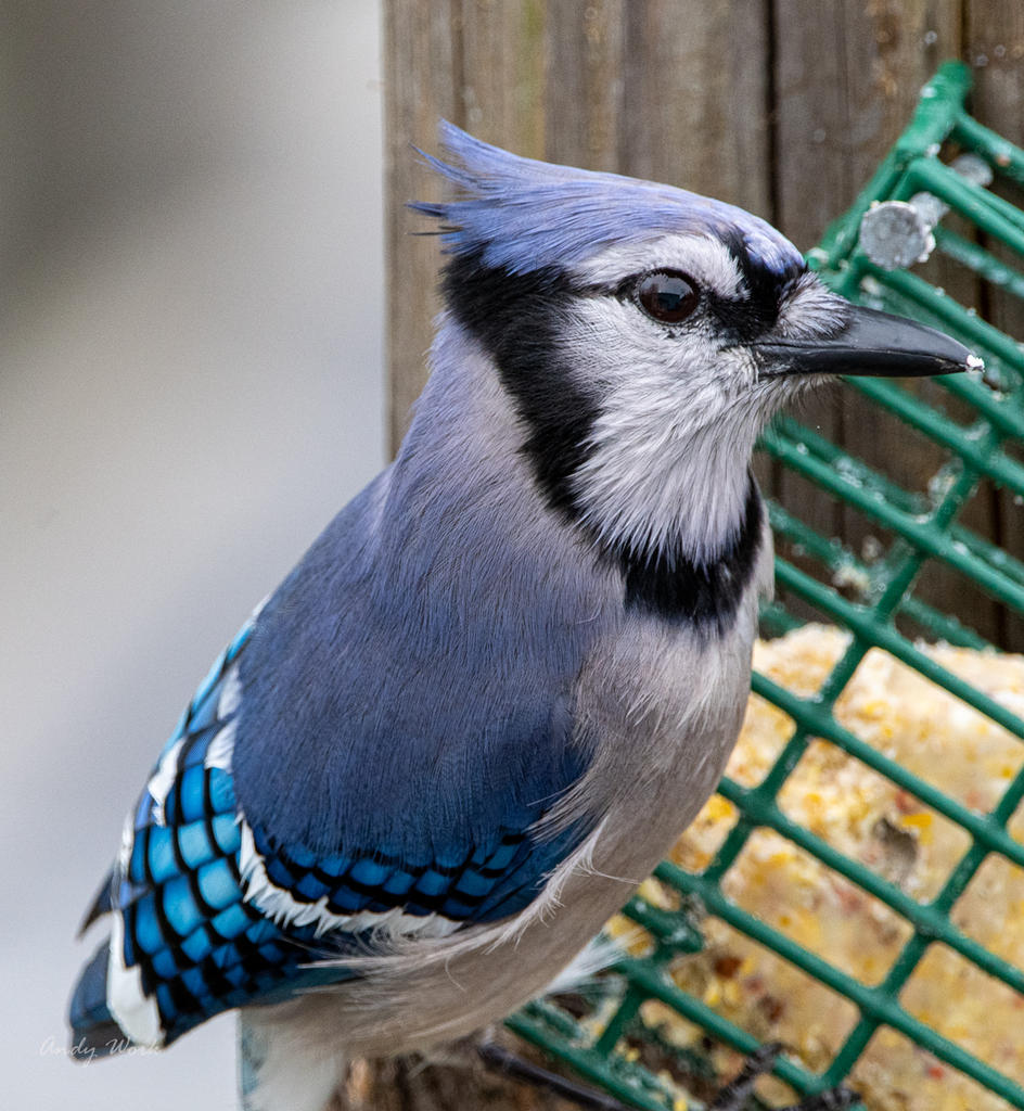 Birds-506510.jpg