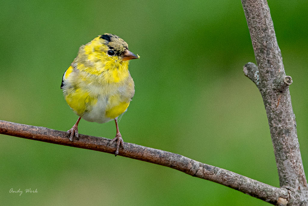 Birds-506517.jpg