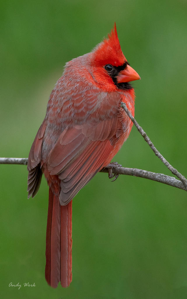 Birds-506521-Edit.jpg