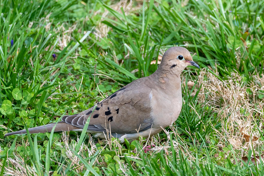 birds-506556.jpg