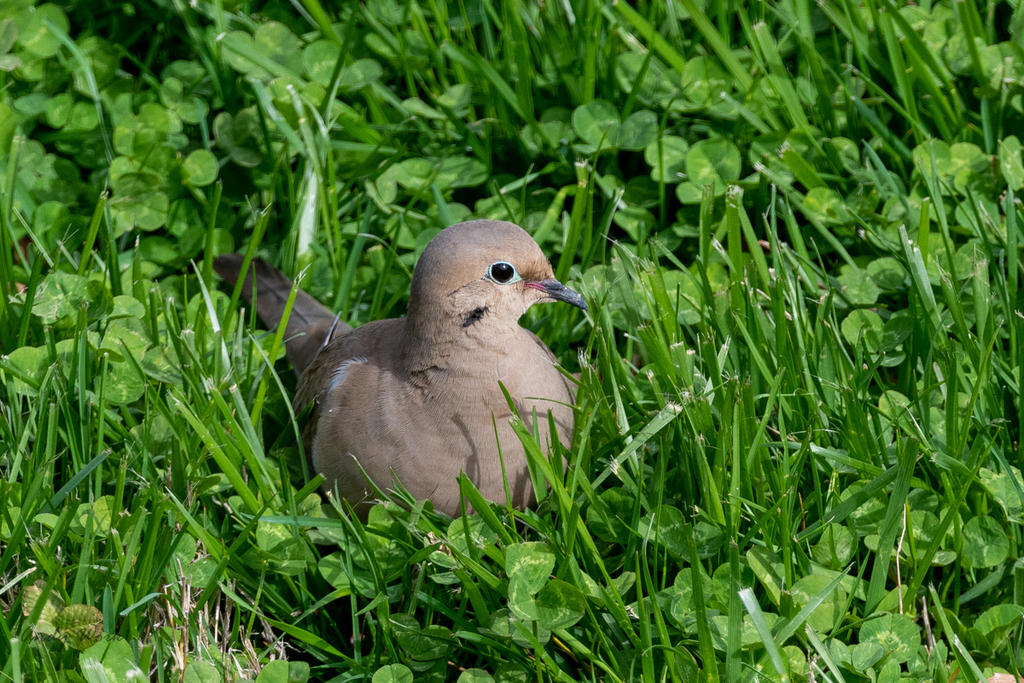 birds-506573.jpg