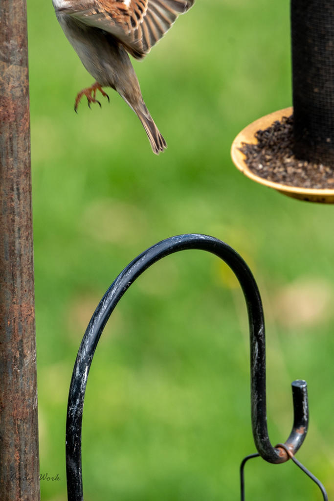 birds-506574.jpg