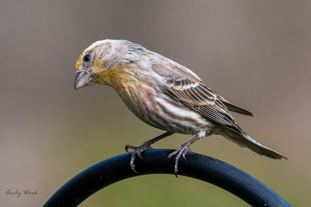 birds-506579.jpg