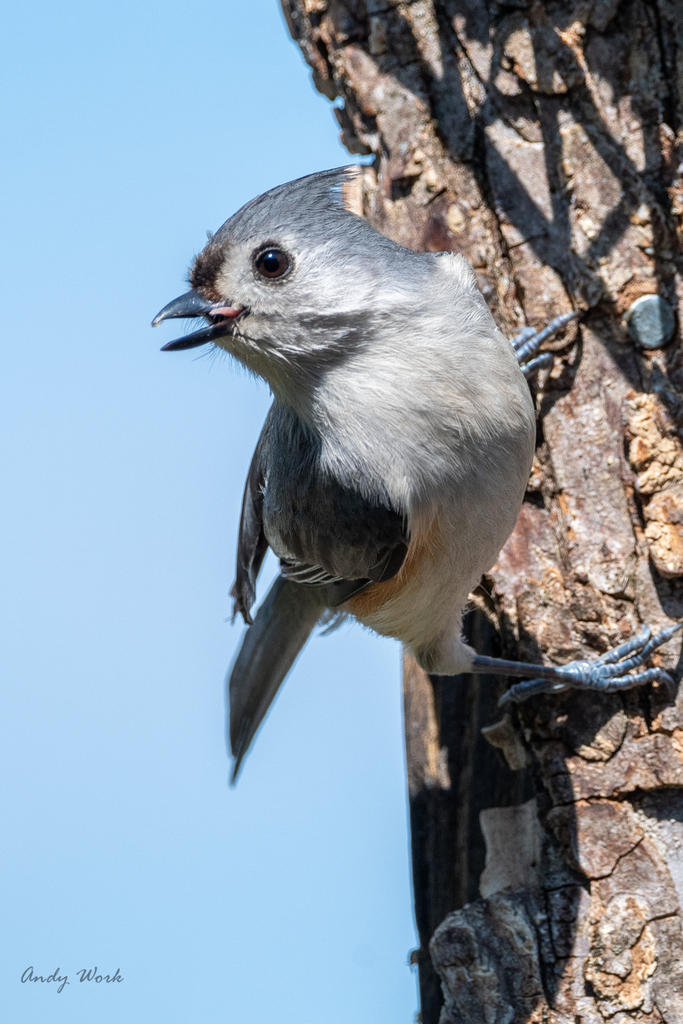birds-506587.jpg