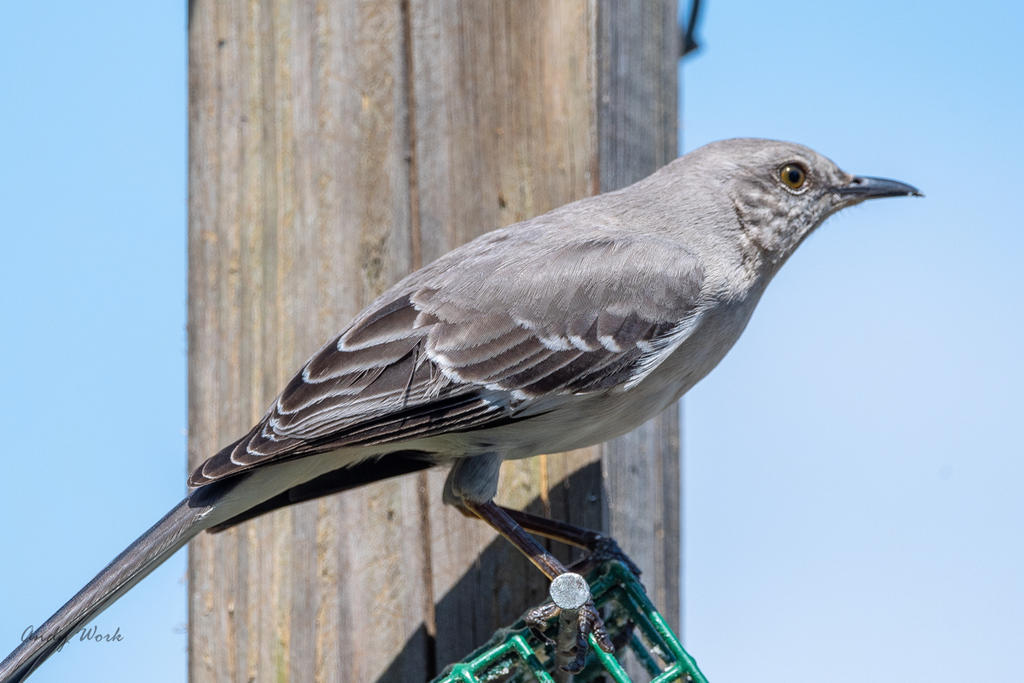 birds-506595.jpg