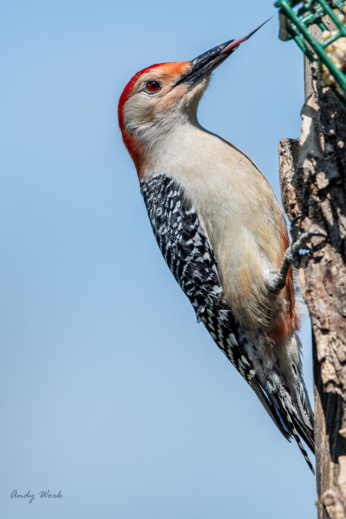 birds-506597-Edit.jpg