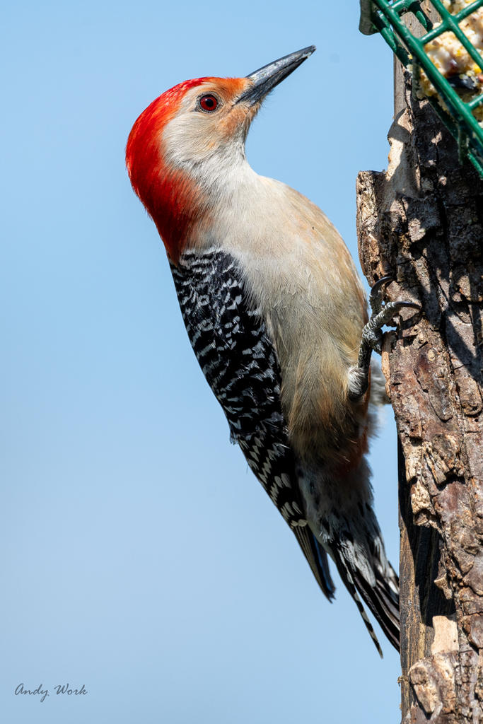 birds-506599.jpg