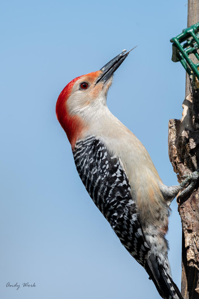 birds-506604.jpg