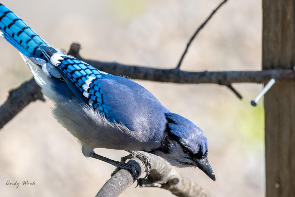 Birds-506642.jpg