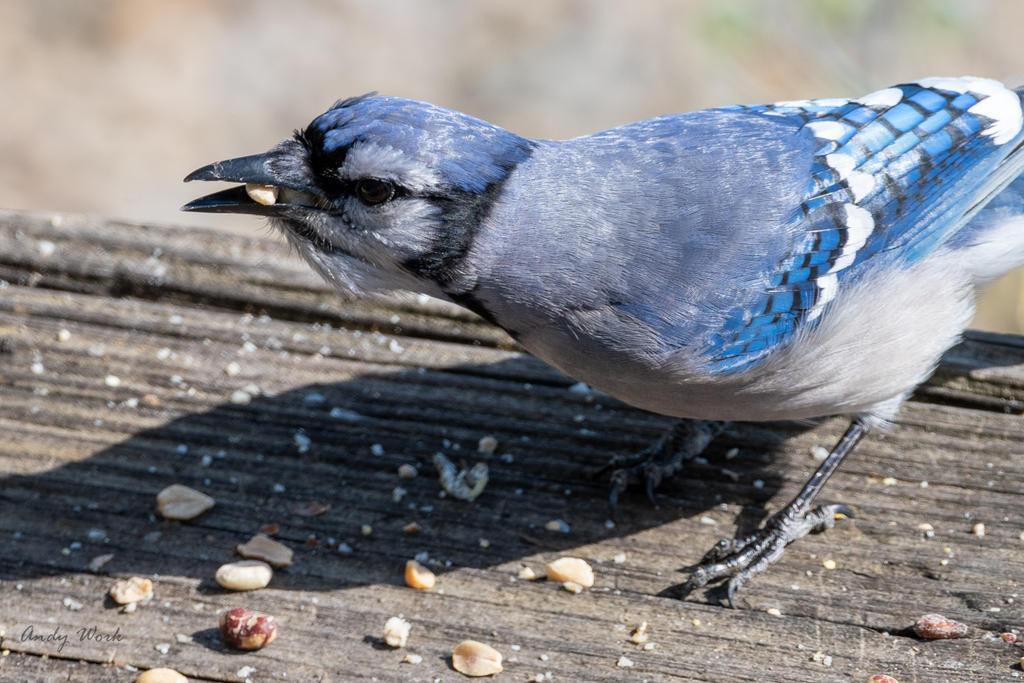 Birds-506646.jpg