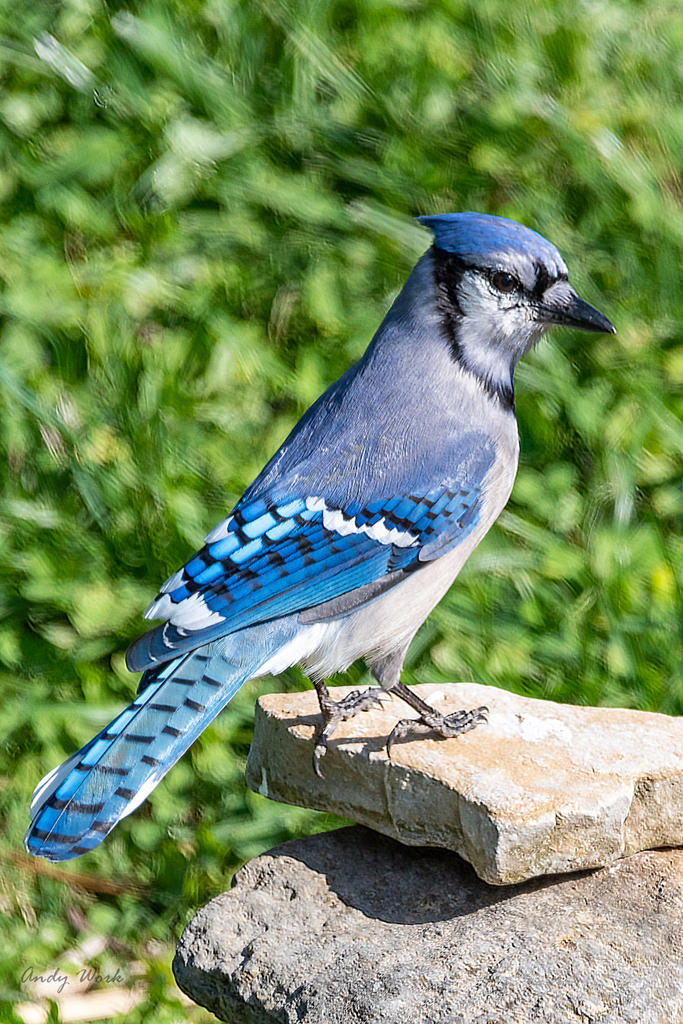 Birds-506648-Edit.jpg