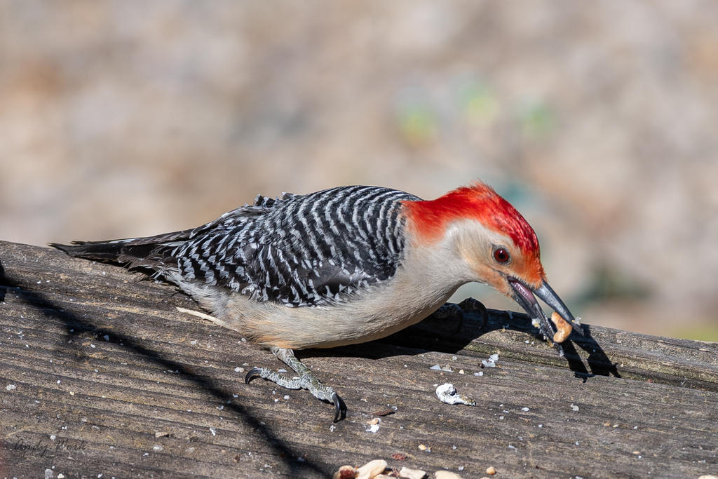 Birds-506777.jpg