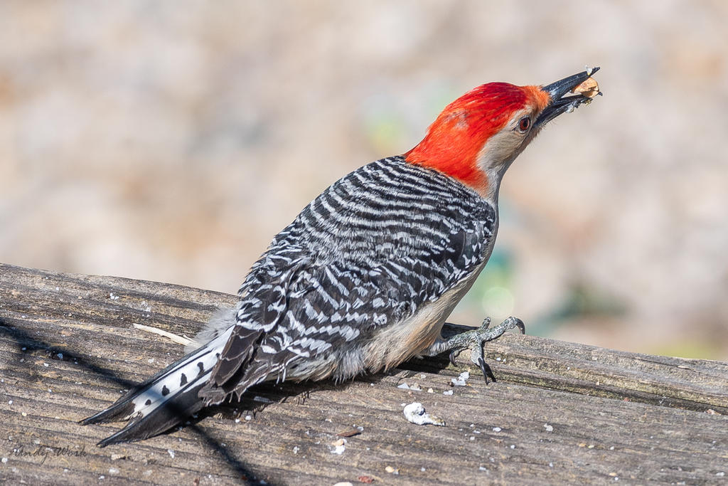 Birds-506778.jpg
