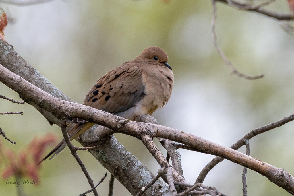 Birds-506779.jpg
