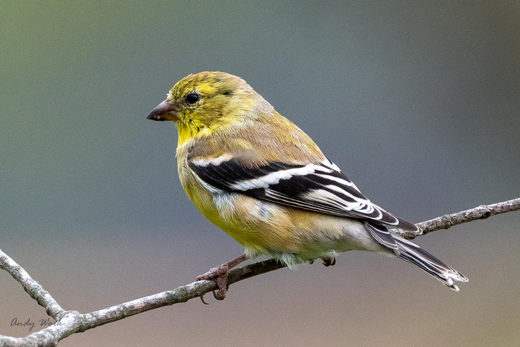 Birds-506805.jpg