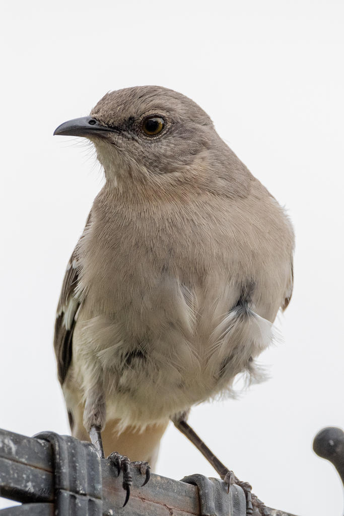 Birds-506813.jpg