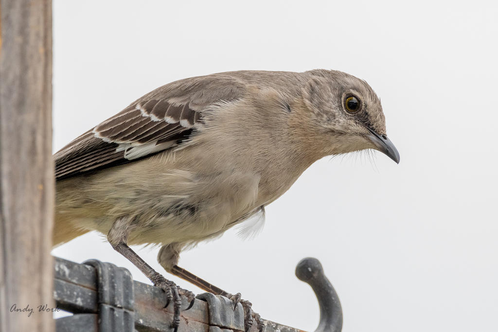 Birds-506815.jpg