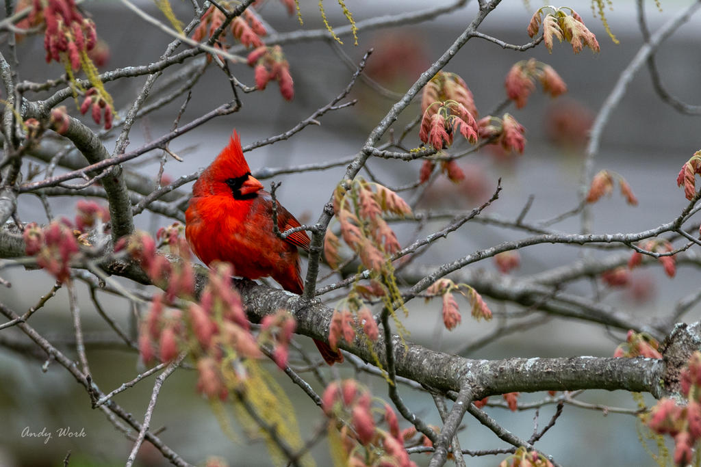 birds-506882.jpg