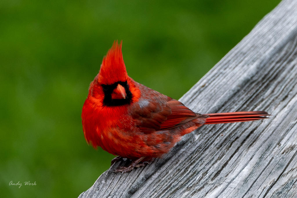 birds-506884.jpg