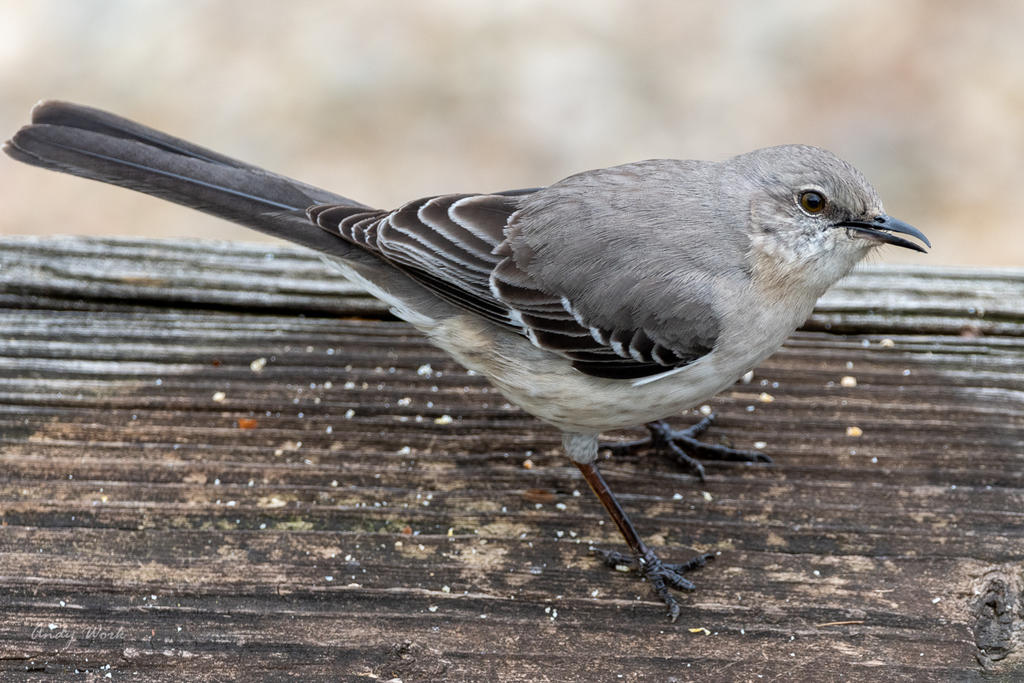 birds-506892.jpg