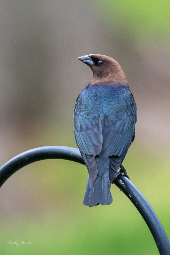birds-506893.jpg