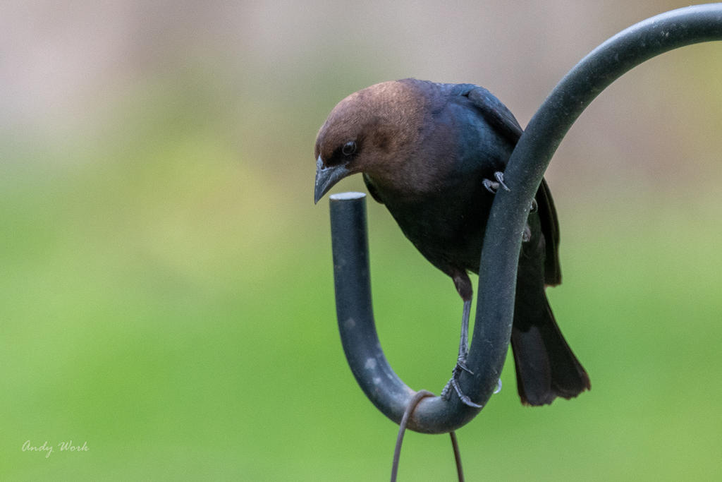 birds-506896.jpg