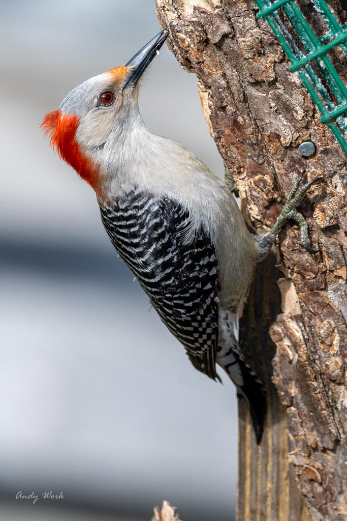birds-506904.jpg