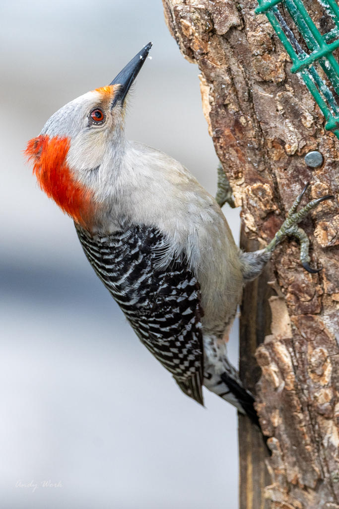 birds-506908.jpg