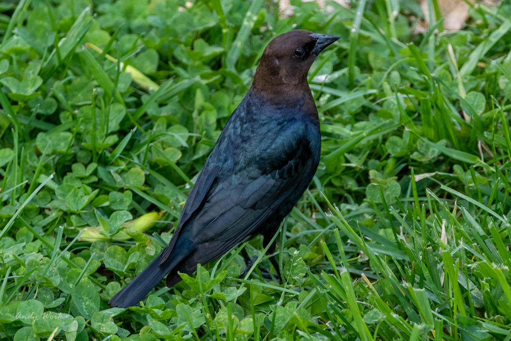 birds-506909.jpg