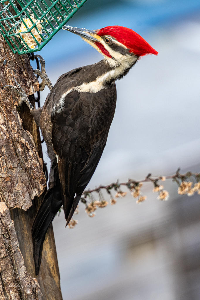 birds-506922.jpg
