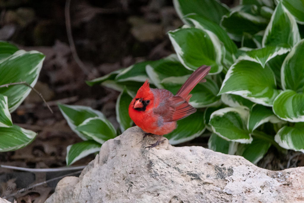 birds-506925.jpg