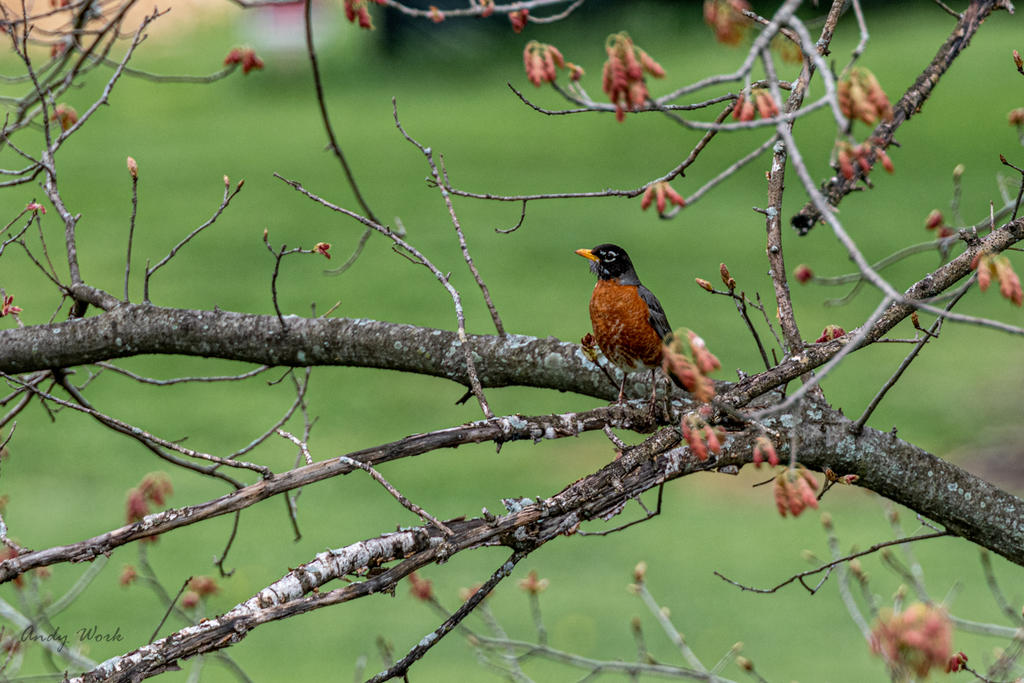 Birds-506975.jpg