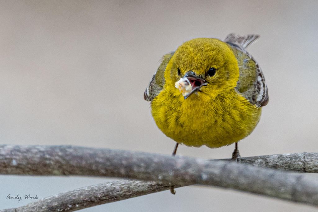 Birds-506981.jpg