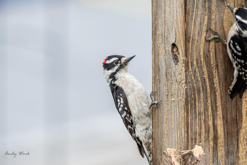 Birds-506987.jpg