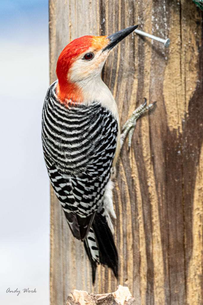 Birds-506991.jpg