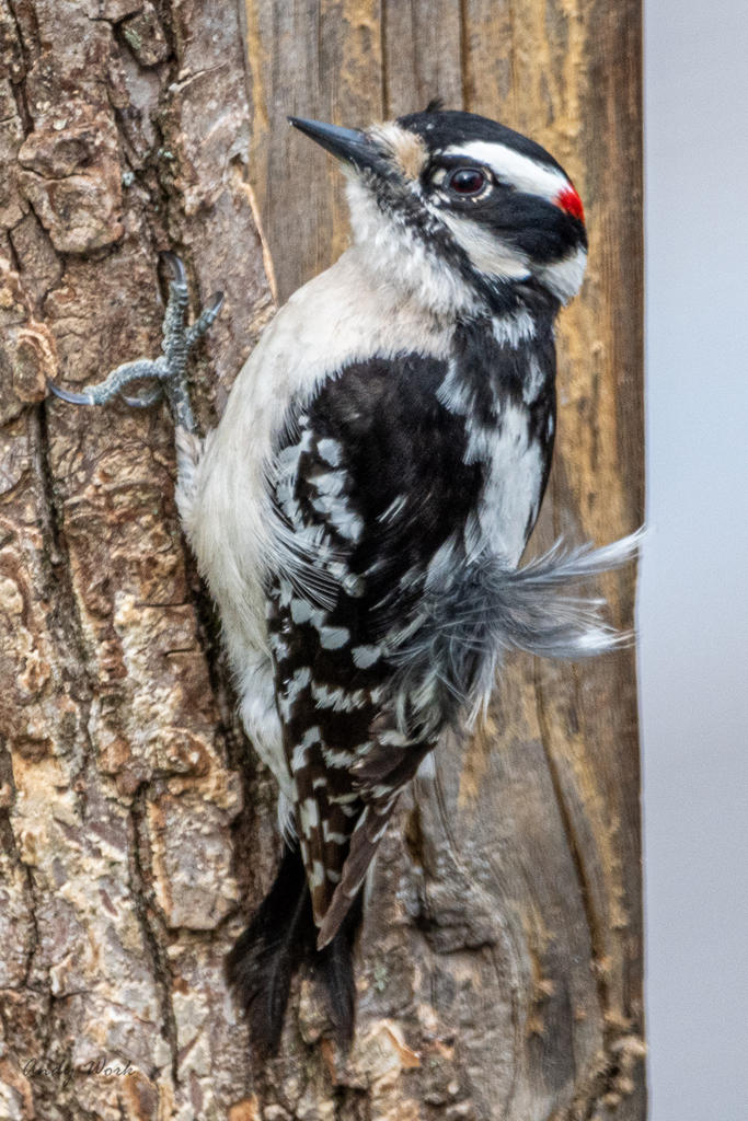 Birds-506999.jpg