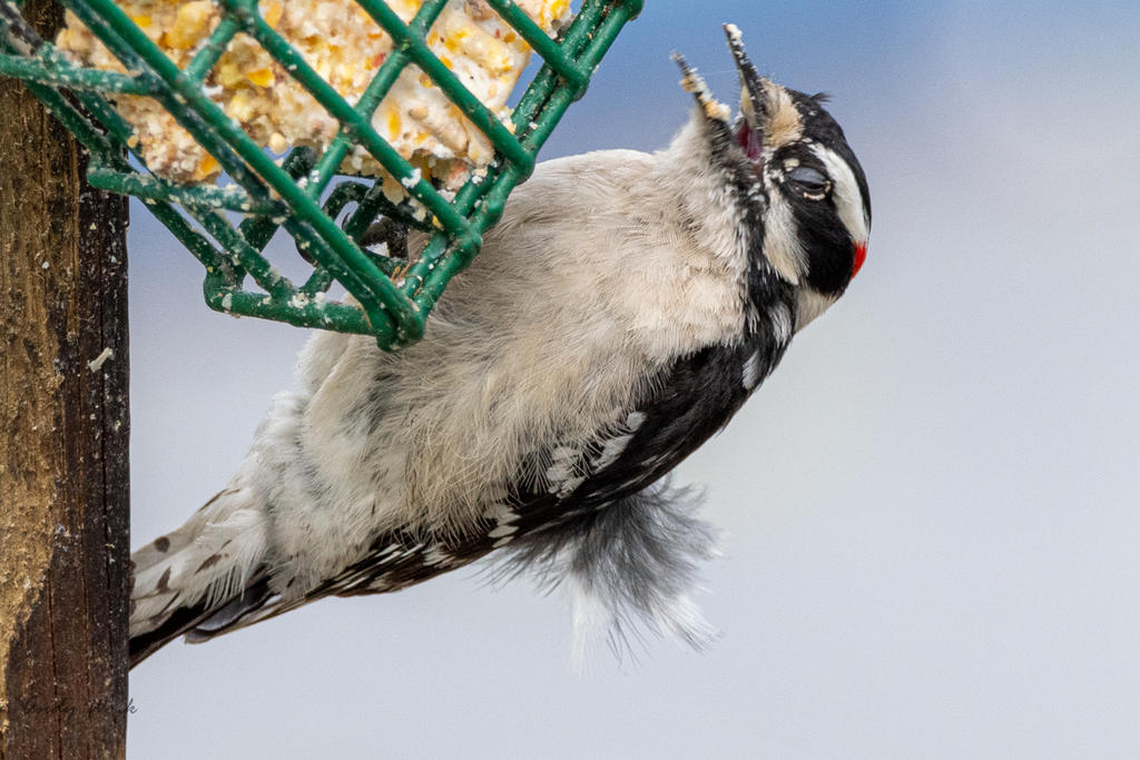 Birds-507003.jpg