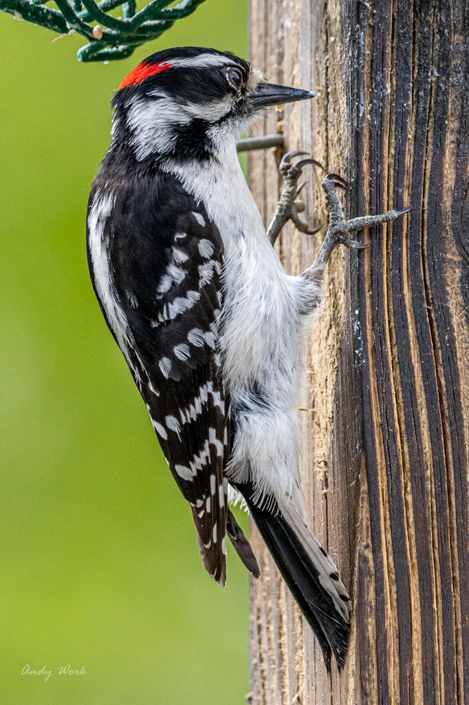 birds-507258.jpg