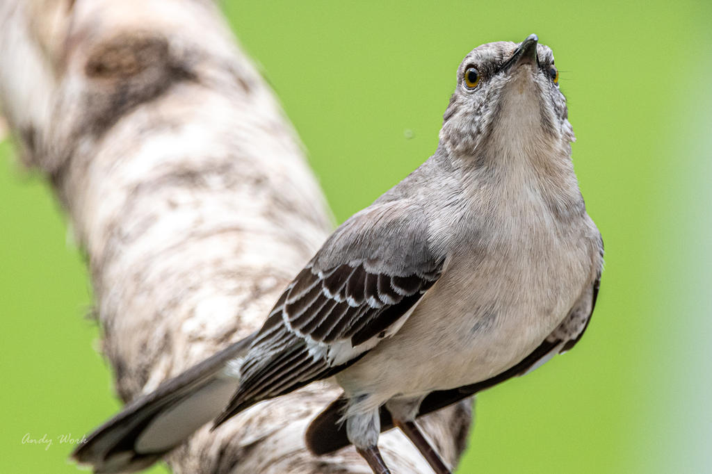 birds-507282.jpg