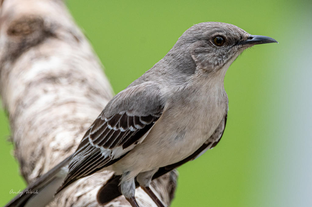 birds-507283.jpg